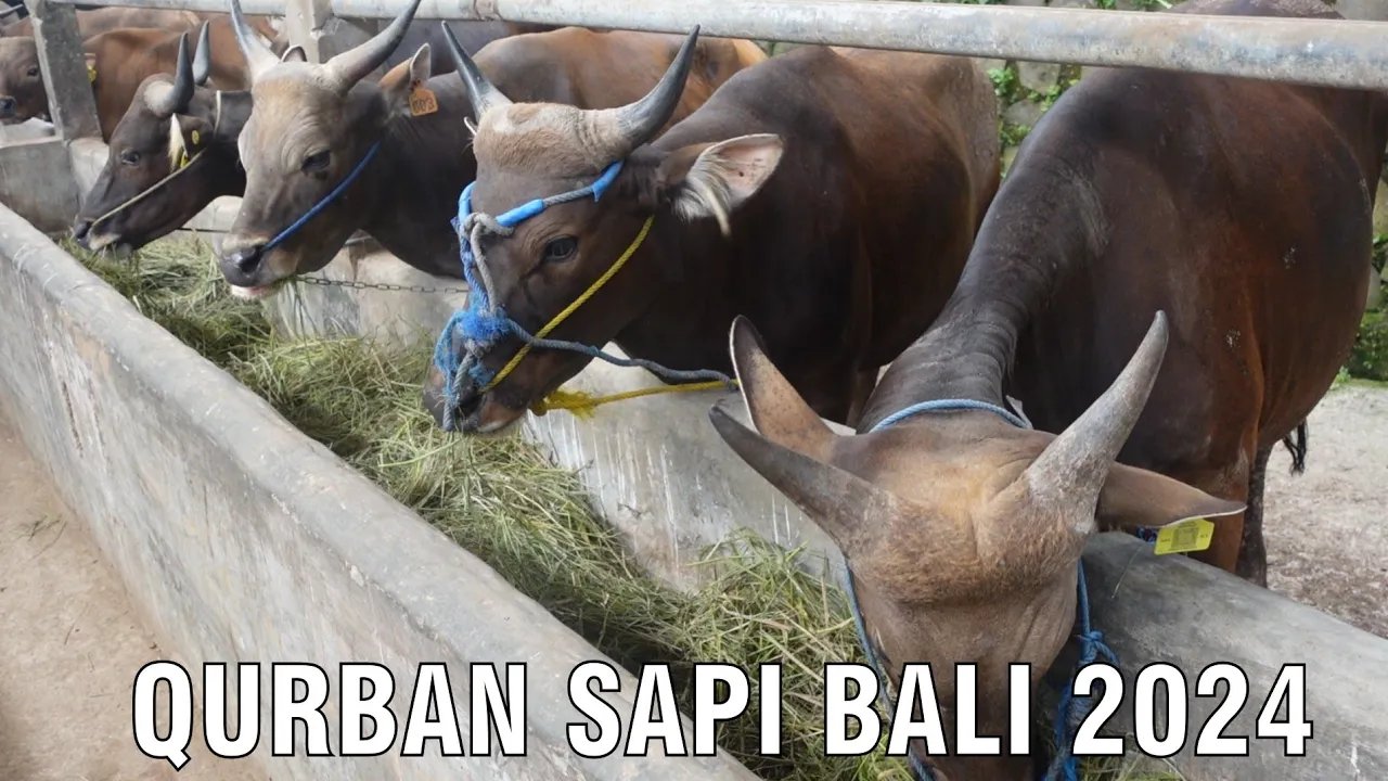 
                                 Koleksi-Sapi-Bali-Qurban-2024